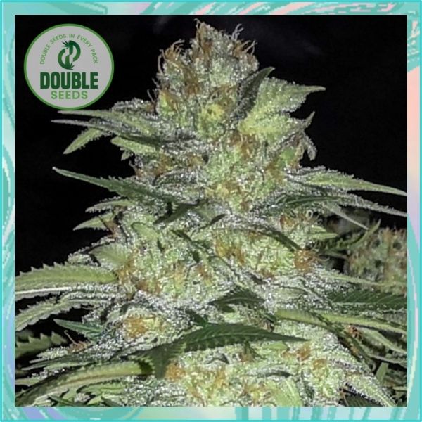 Dope Breeders - DOUBLE SEEDS White Widow x Big Bud Image