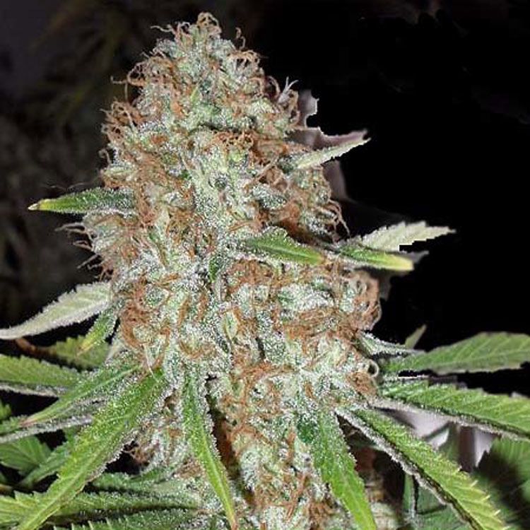 Dope Breeders - DR KRIPPLING Blue Kripple Image