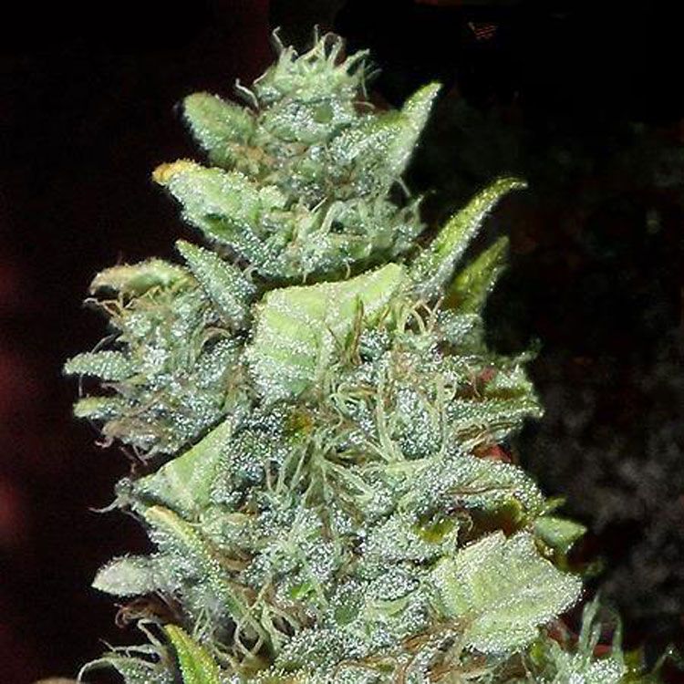 Dope Breeders - DR KRIPPLING Bubba Yum Image