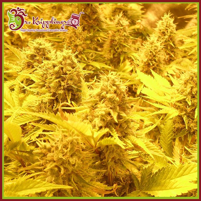 Dope Breeders - DR KRIPPLING Choc Matic Image