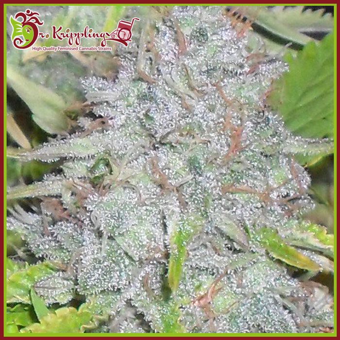 Dope Breeders - DR KRIPPLING Delhi Friend Image