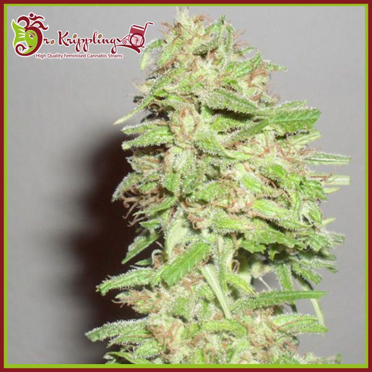 Dope Breeders - DR KRIPPLING Dizzy Lights Auto Image