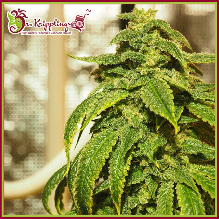 Dope Breeders - DR KRIPPLING D'oh Si D'ohpe Image