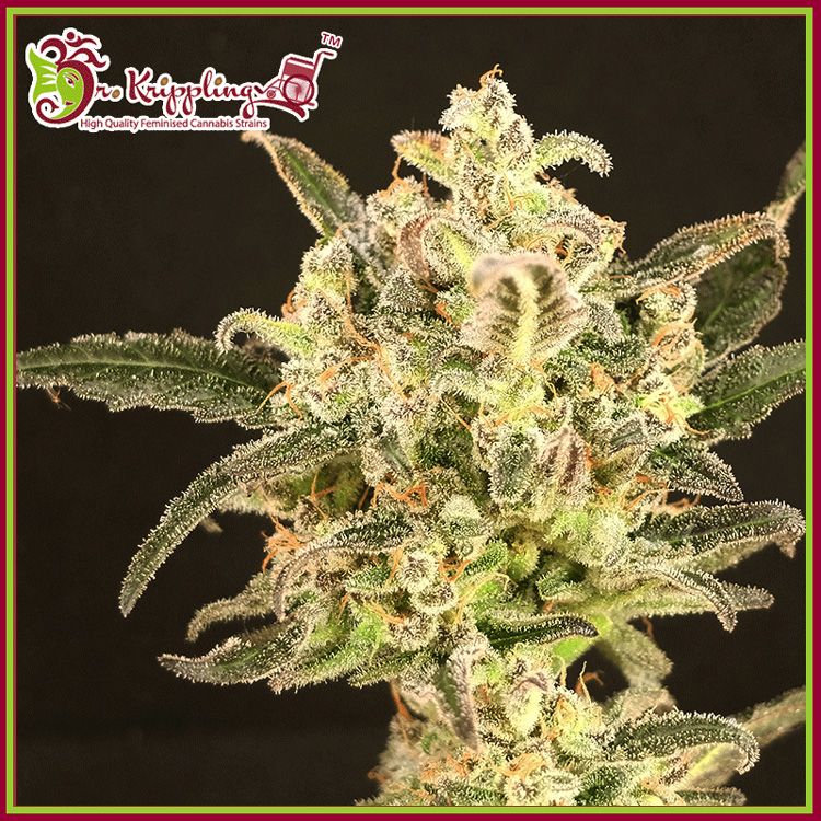 Dope Breeders - DR KRIPPLING Dolly Kush Image