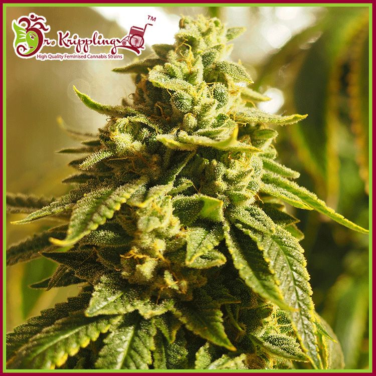 Dope Breeders - DR KRIPPLING Glue Kripple Image