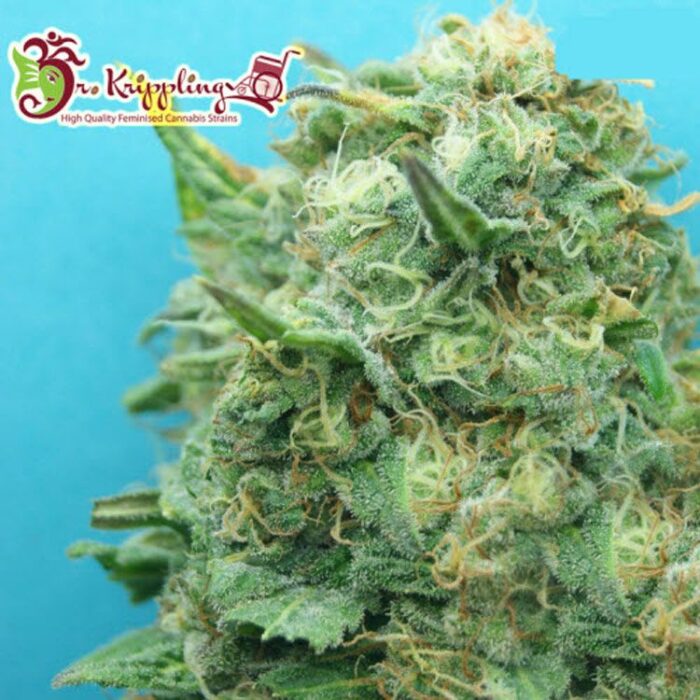 Dope Breeders - DR KRIPPLING Grand Heft Auto Image