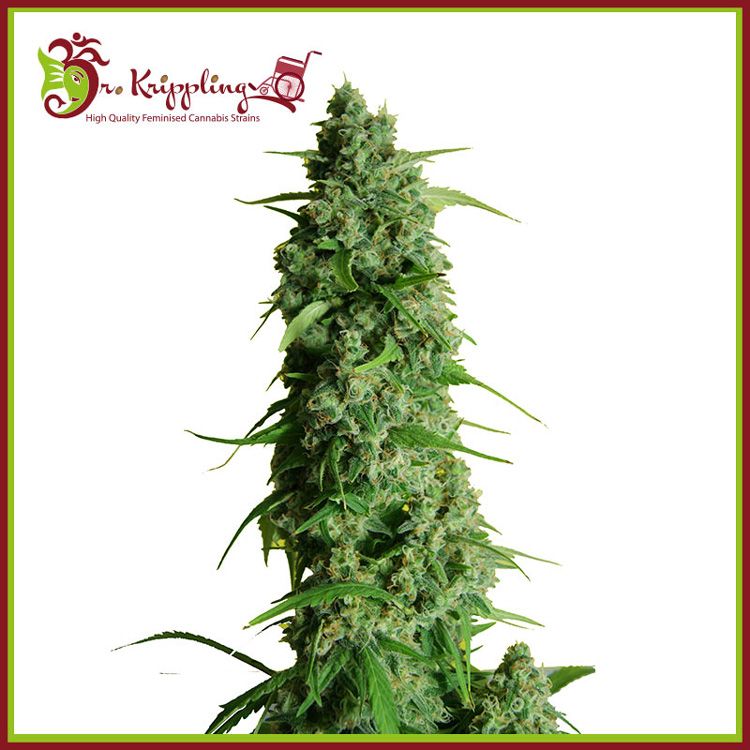 Dope Breeders - DR KRIPPLING Guys Girl Scout Cookie Glue Auto Image