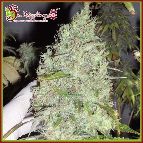 Dope Breeders - DR KRIPPLING Incredible Bulk 8:8 Image