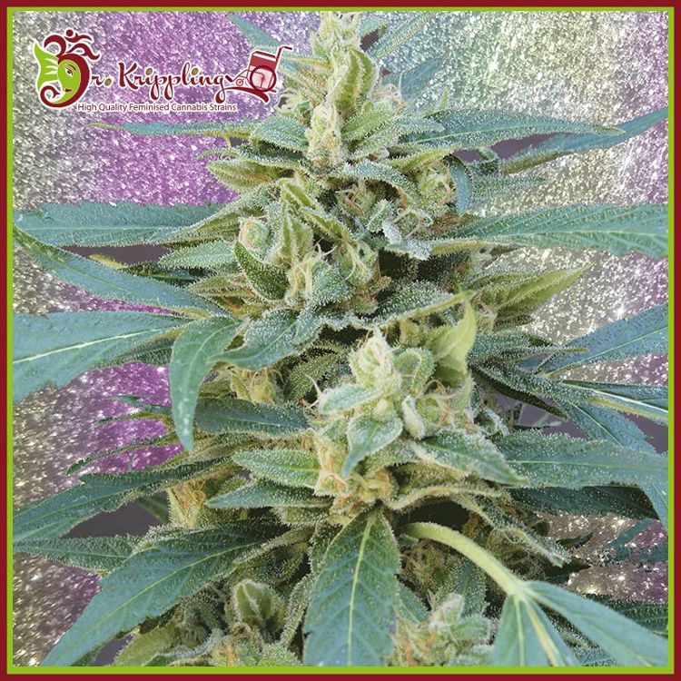 Dope Breeders - DR KRIPPLING Jammy Auto Image