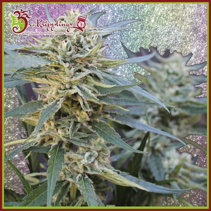 Dope Breeders - DR KRIPPLING Jamnesia Haze Image