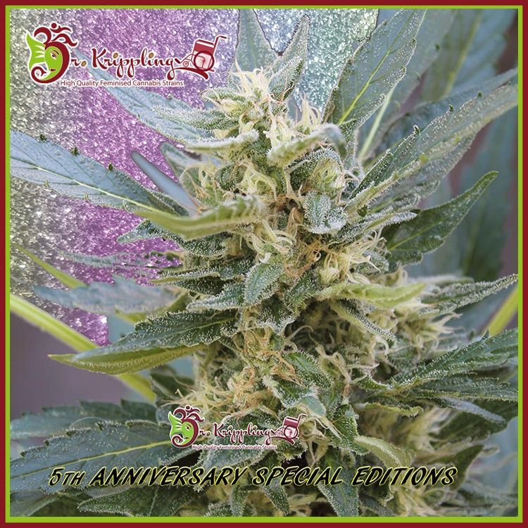 Dope Breeders - DR KRIPPLING Jumping Jack Dash Auto Image