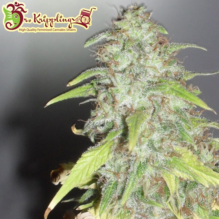 Dope Breeders - DR KRIPPLING Kripple Shock Image