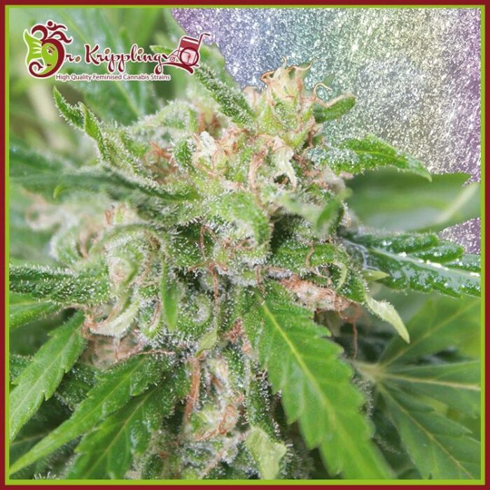 Dope Breeders - DR KRIPPLING Kripplicious Image