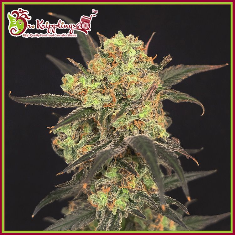 Dope Breeders - DR KRIPPLING Leisure Zoot Larry Image