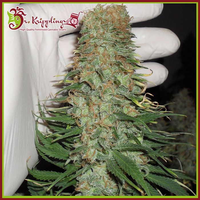 Dope Breeders - DR KRIPPLING Mango Chutney Image