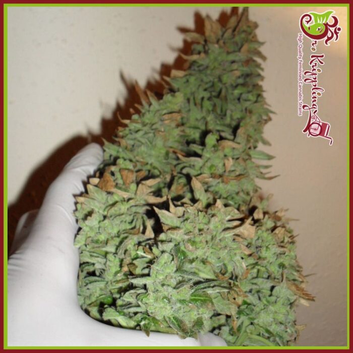 Dope Breeders - DR KRIPPLING Smokin Gun Auto Image