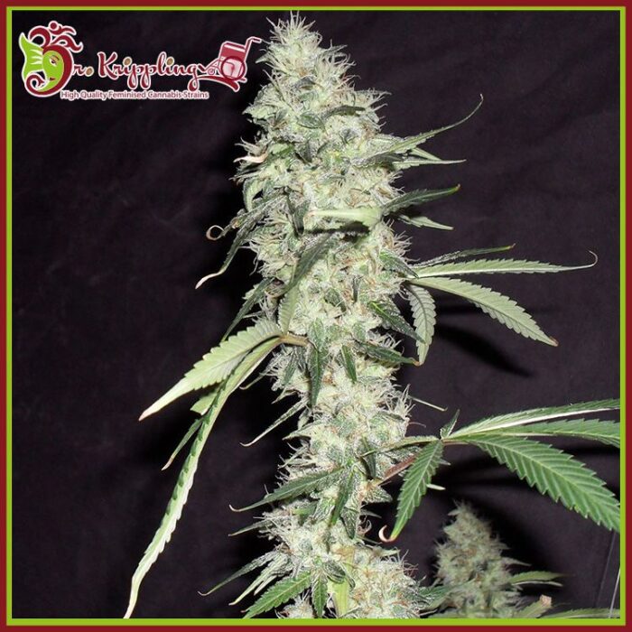 Dope Breeders - DR KRIPPLING Sonic Bloom Auto Image