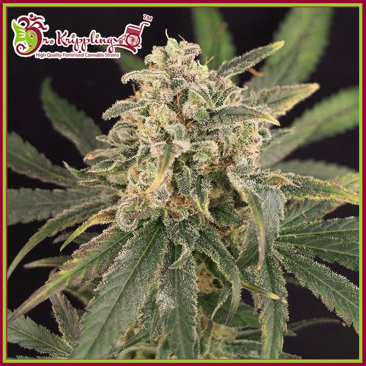 Dope Breeders - DR KRIPPLING Sour Tang Kripple Image