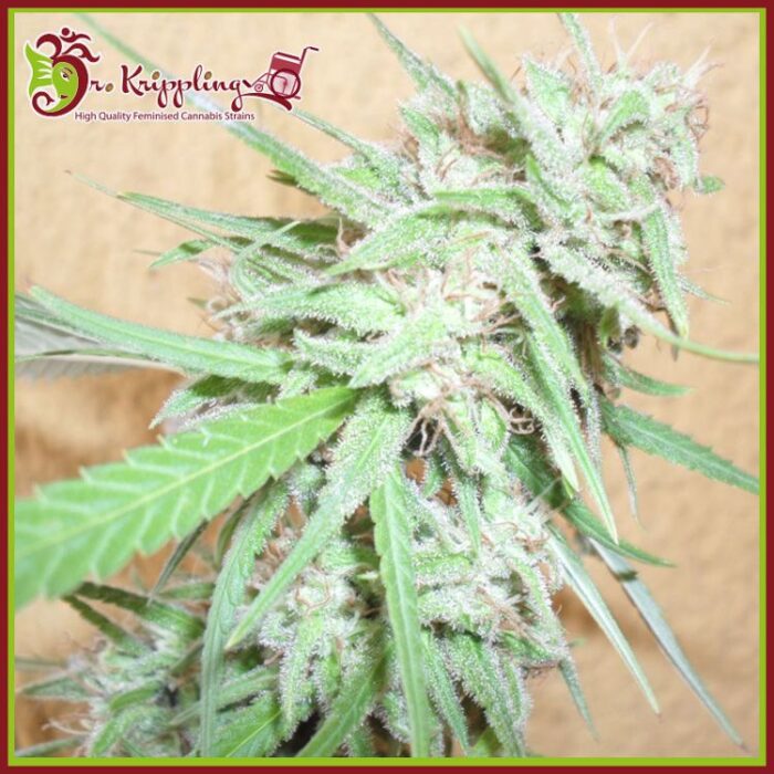 Dope Breeders - DR KRIPPLING Spinning Buzz Kick Image