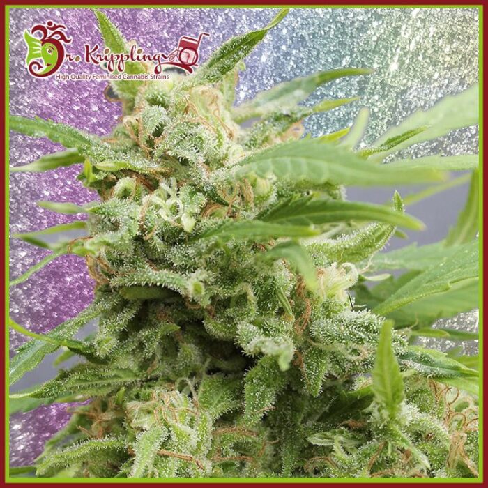 Dope Breeders - DR KRIPPLING Tease Auto Image