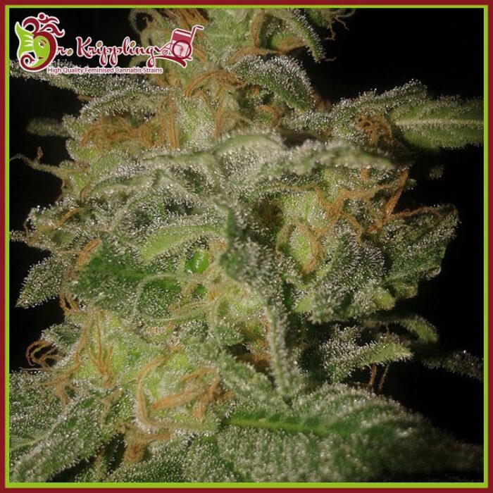 Dope Breeders - DR KRIPPLING The Incredible Bulk Auto Image