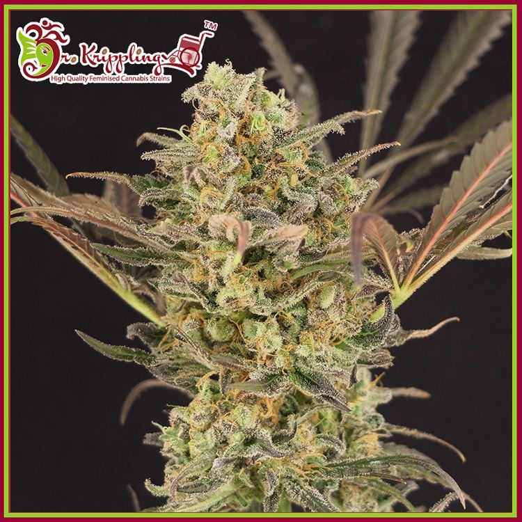 Dope Breeders - DR KRIPPLING Wedding Flowers Image