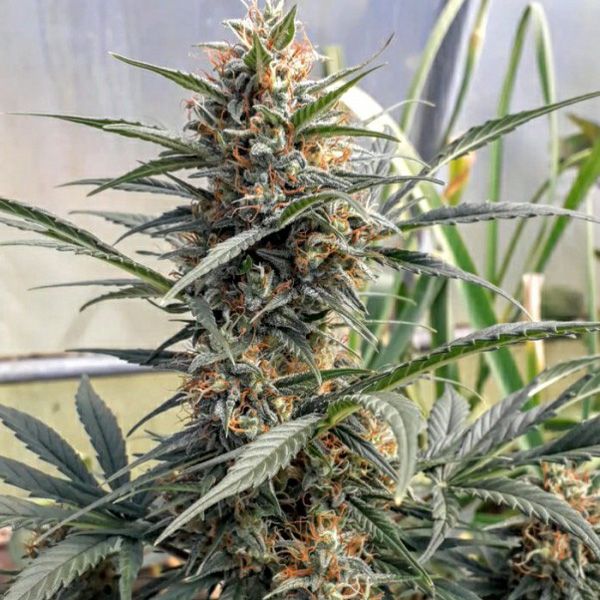 Dope Breeders - DUTCH PASSION Auto Banana Blaze Image