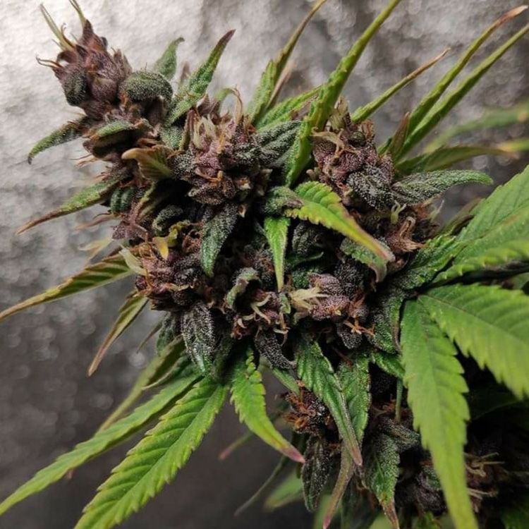 Dope Breeders - DUTCH PASSION Auto Blackberry Kush Image