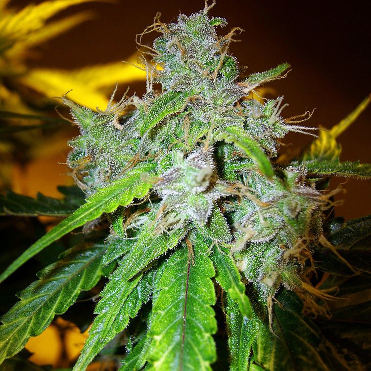 Dope Breeders - DUTCH PASSION Auto Blueberry Image