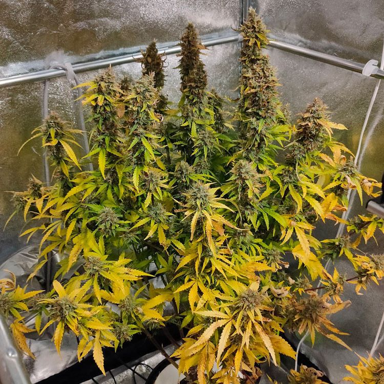 Dope Breeders - DUTCH PASSION Auto CBG Force Image