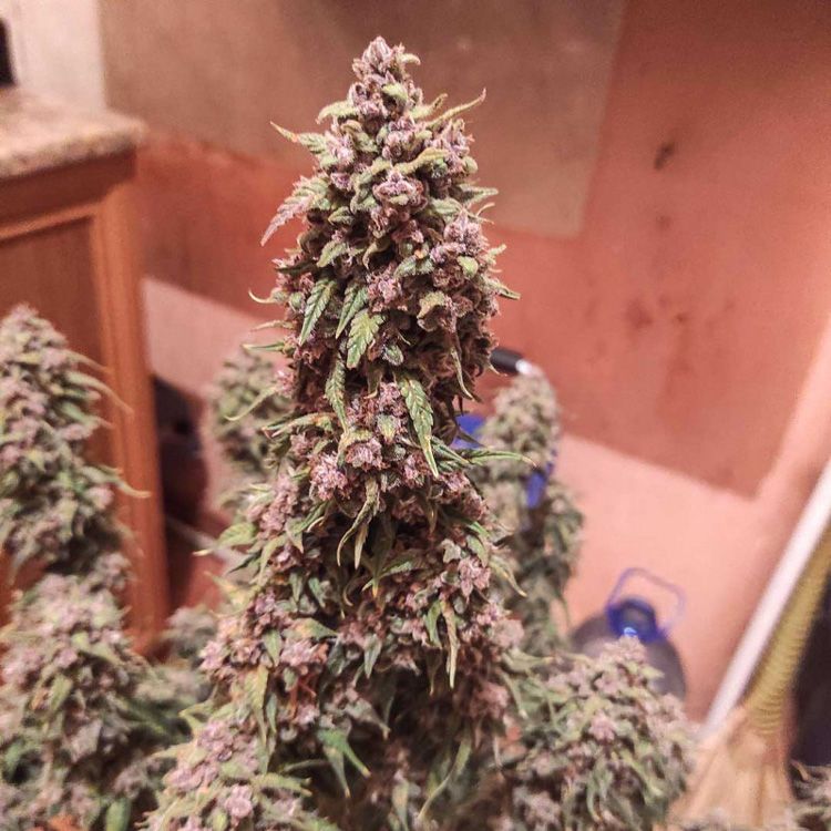 Dope Breeders - DUTCH PASSION Auto Desfran Image