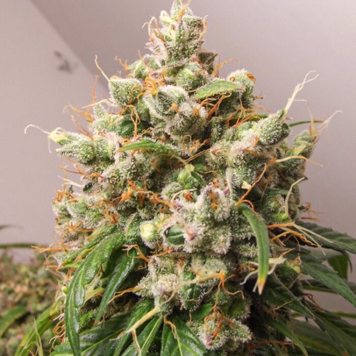 Dope Breeders - DUTCH PASSION Auto Euforia Image