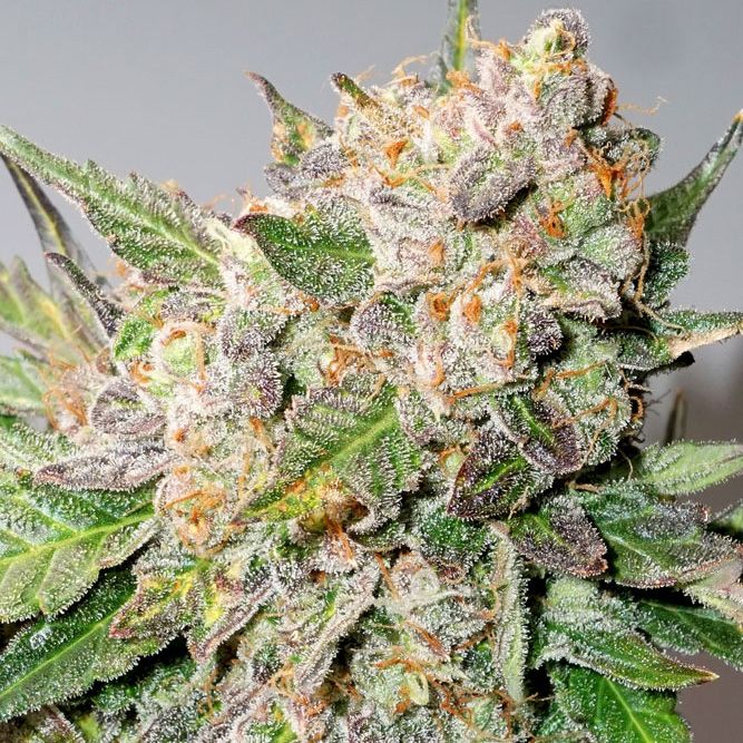 Dope Breeders - DUTCH PASSION Auto Glueberry O.G. Image