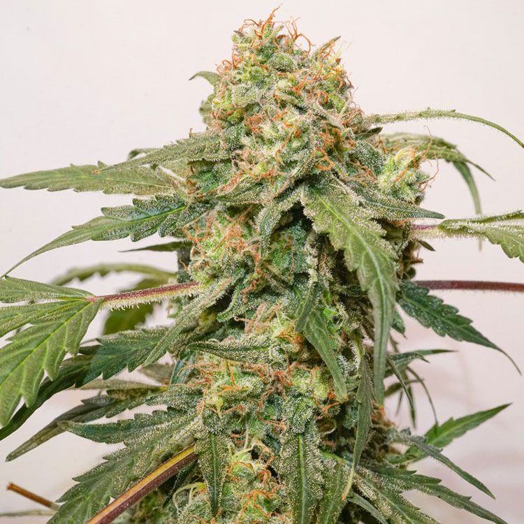 Dope Breeders - DUTCH PASSION Auto Kerosene Krash Image