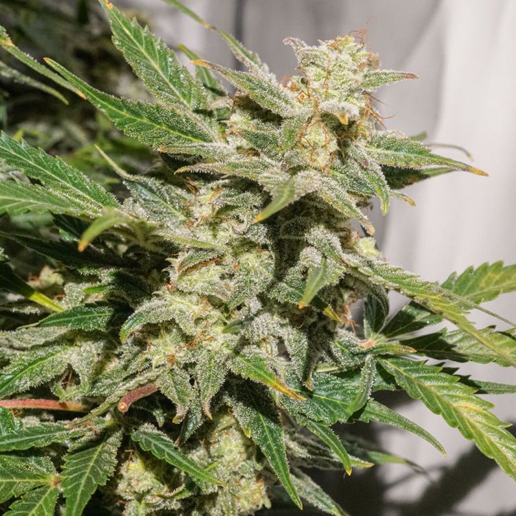 Dope Breeders - DUTCH PASSION Auto SFV OG Image