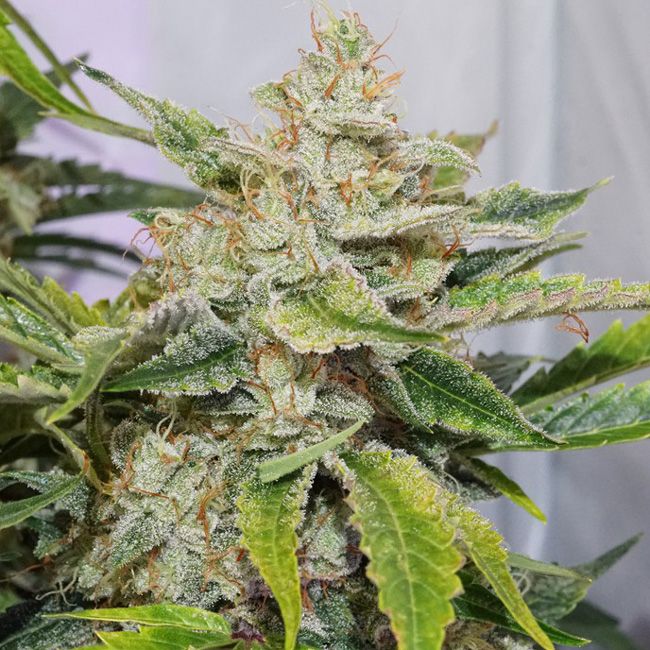 Dope Breeders - DUTCH PASSION Auto Skywalker Haze Image