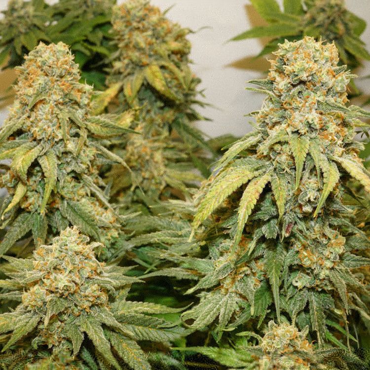 Dope Breeders - DUTCH PASSION Banana Blaze Image