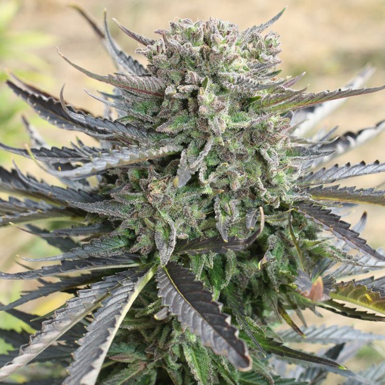 Dope Breeders - DUTCH PASSION Blue Auto Mazar Image