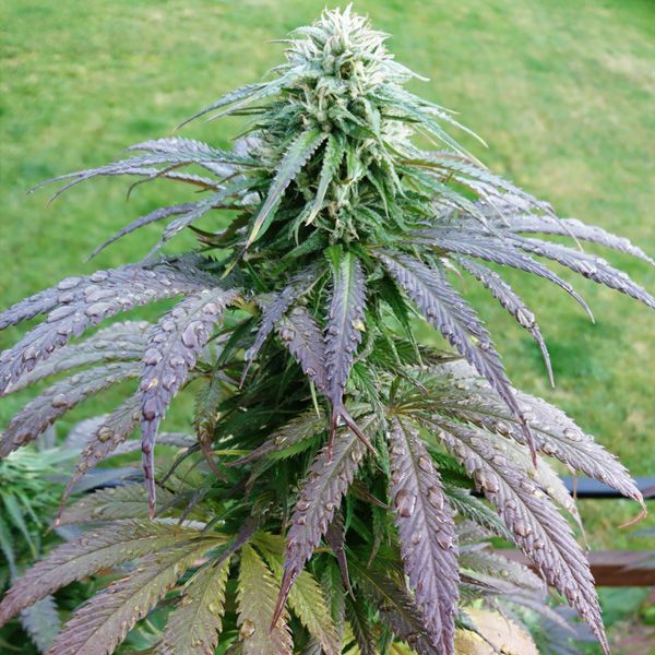 Dope Breeders - DUTCH PASSION Bubba Island Kush Image