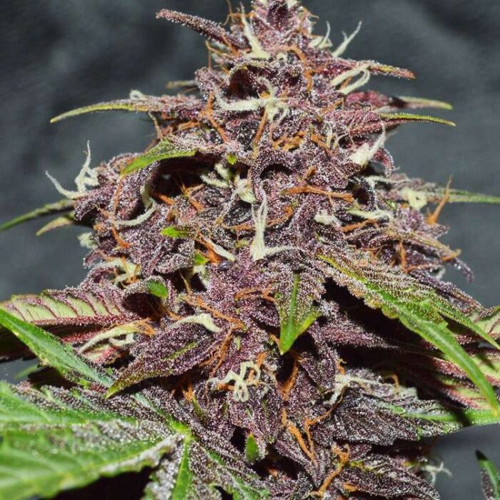 Dope Breeders - DUTCH PASSION CBD Auto Blackberry Kush Image