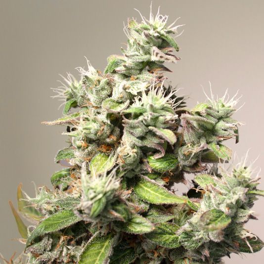 Dope Breeders - DUTCH PASSION CBD Auto Charlottes Angel Image