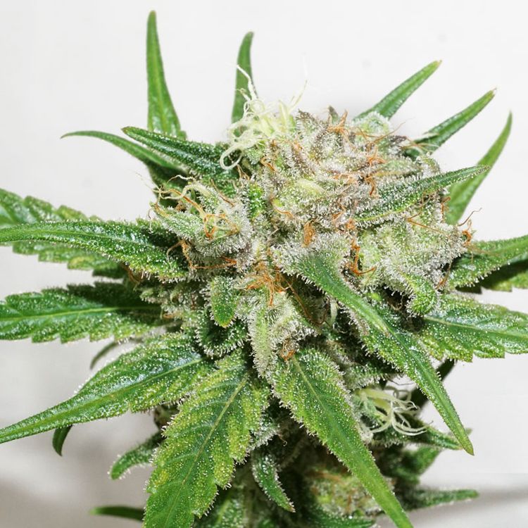 Dope Breeders - DUTCH PASSION Desfran Image