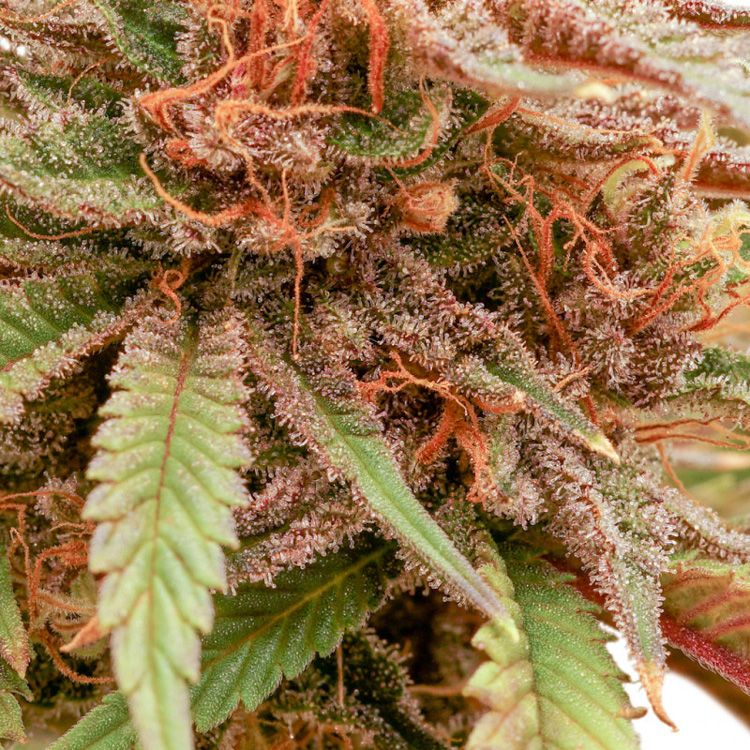 Dope Breeders - DUTCH PASSION Durban Dew Image