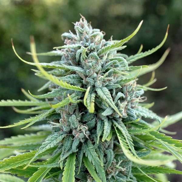 Dope Breeders - DUTCH PASSION Durban Poison Image