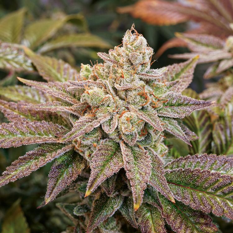 Dope Breeders - DUTCH PASSION Kerosene Krash Image