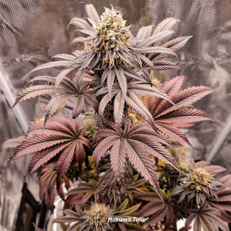 Dope Breeders - DUTCH PASSION Mokum's Tulip Image