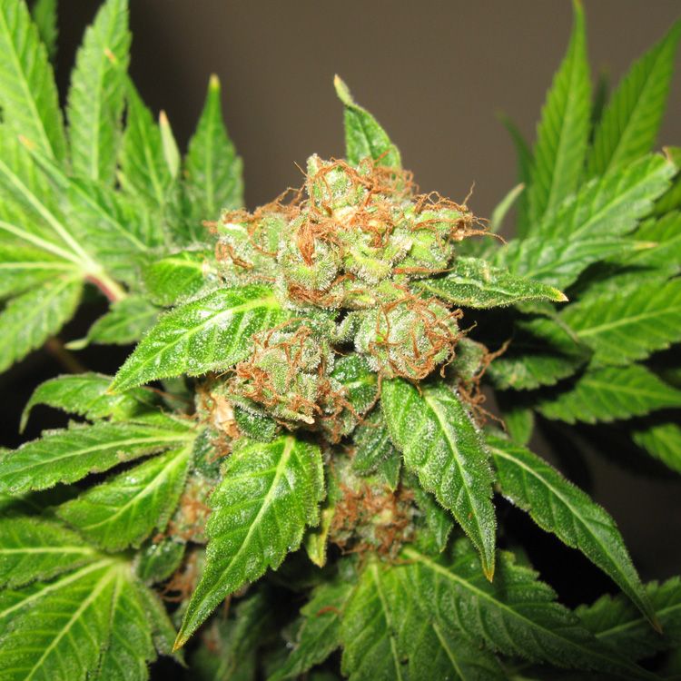 Dope Breeders - DUTCH PASSION Orange Bud Image