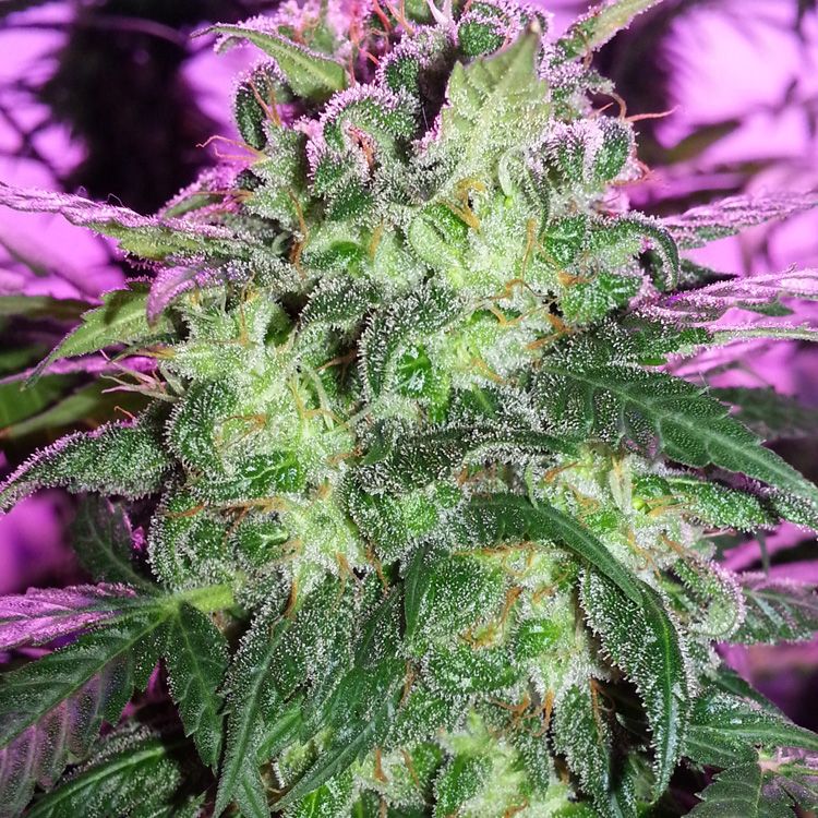 Dope Breeders - DUTCH PASSION Orange Hill Special Image