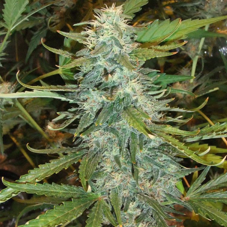 Dope Breeders - DUTCH PASSION Skunk #1 Image