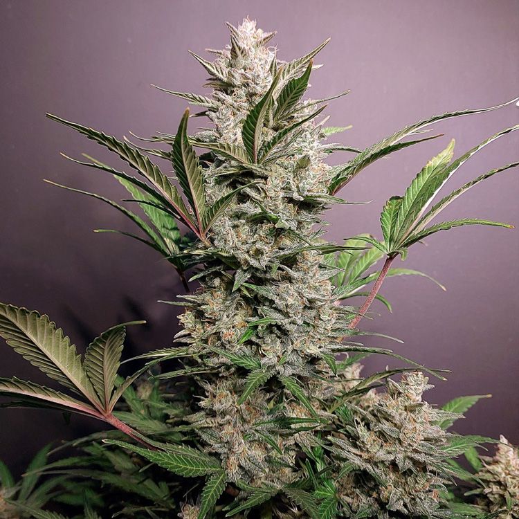 Dope Breeders - DUTCH PASSION Skywalker Haze Image